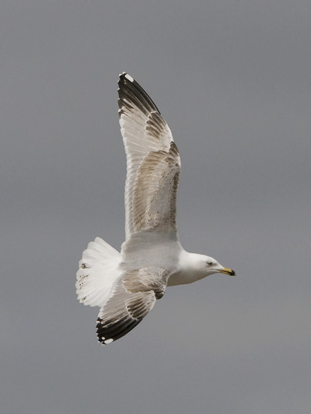 Harmaalokki, European Herring Gull, Larus argentatus