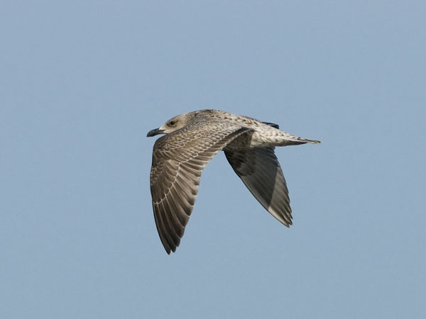 Harmaalokki, European Herring Gull, Larus argentatus