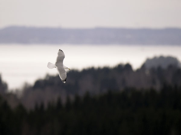 Harmaalokki, European Herring Gull, Larus argentatus