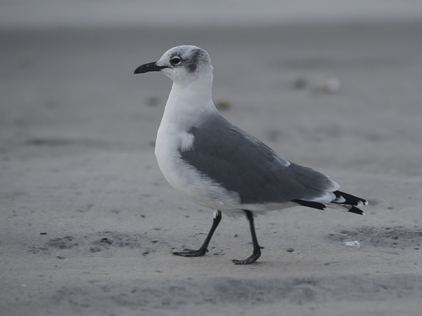 Nokisiipilokki, Laughing Gull, Larus atricilla
