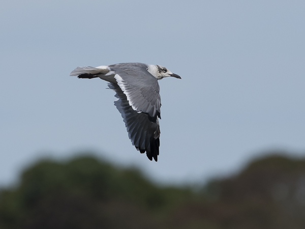 Nokisiipilokki, Laughing Gull, Larus atricilla