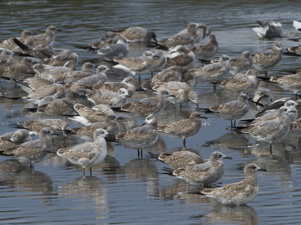 Nokisiipilokki, Laughing Gull, Larus atricilla