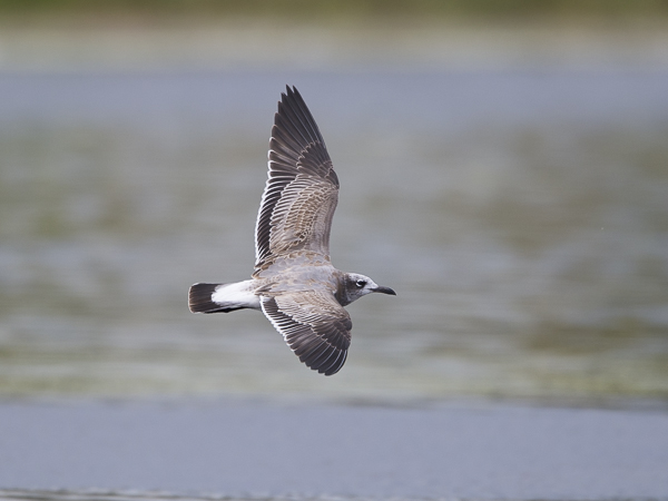 Nokisiipilokki, Laughing Gull, Larus atricilla