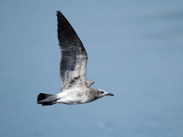 Nokisiipilokki, Laughing Gull, Larus atricilla