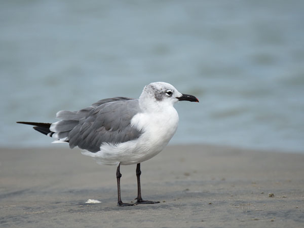Nokisiipilokki, Laughing Gull, Larus atricilla