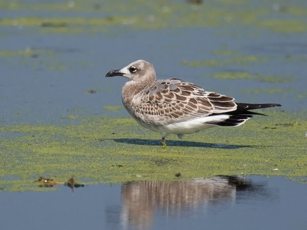 Nokisiipilokki, Laughing Gull, Larus atricilla