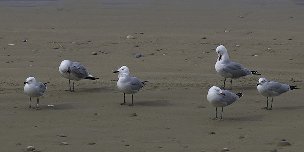 Välimerenlokki, Audoin´s Gull, Larus audoinii