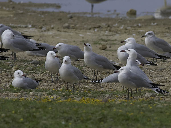 Välimerenlokki, Audoin´s Gull, Larus audoinii