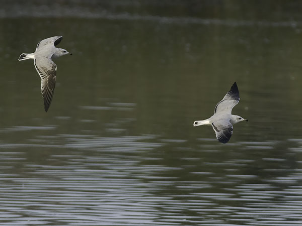 Välimerenlokki, Audoin´s Gull, Larus audoinii