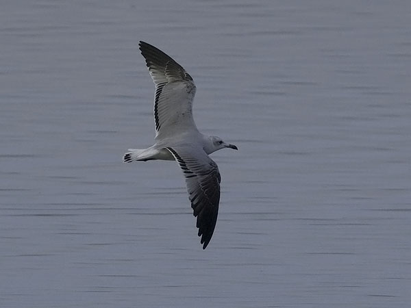 Välimerenlokki, Audoin´s Gull, Larus audoinii