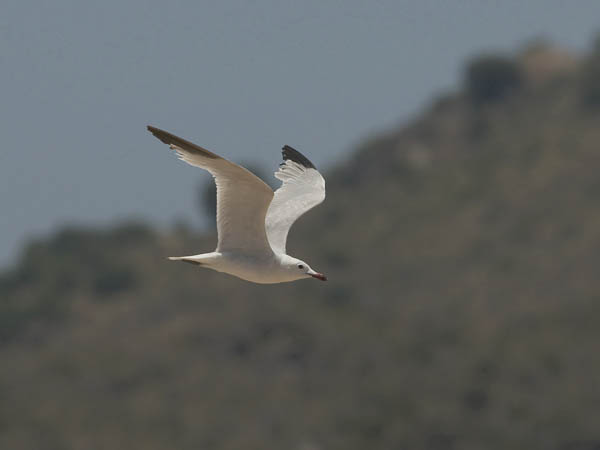 Välimerenlokki, Audoin´s Gull, Larus audoinii