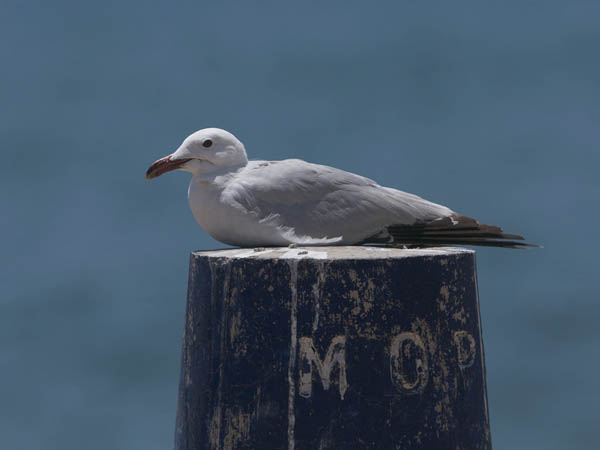 Välimerenlokki, Audoin´s Gull, Larus audoinii