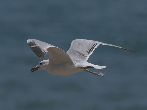 Välimerenlokki, Audoin´s Gull, Larus audoinii