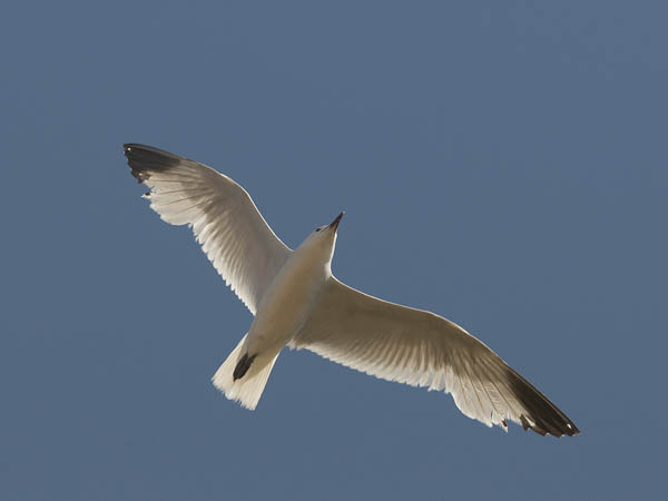 Välimerenlokki, Audoin´s Gull, Larus audoinii
