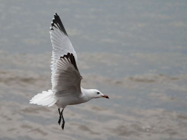 Välimerenlokki, Audoin´s Gull, Larus audoinii