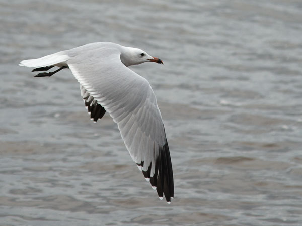Välimerenlokki, Audoin´s Gull, Larus audoinii