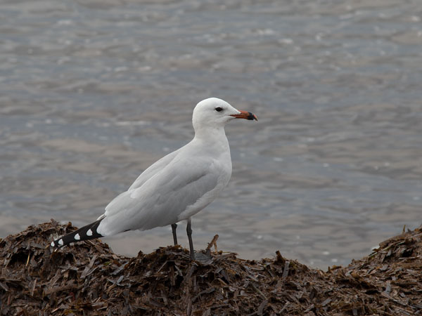 Välimerenlokki, Audoin´s Gull, Larus audoinii