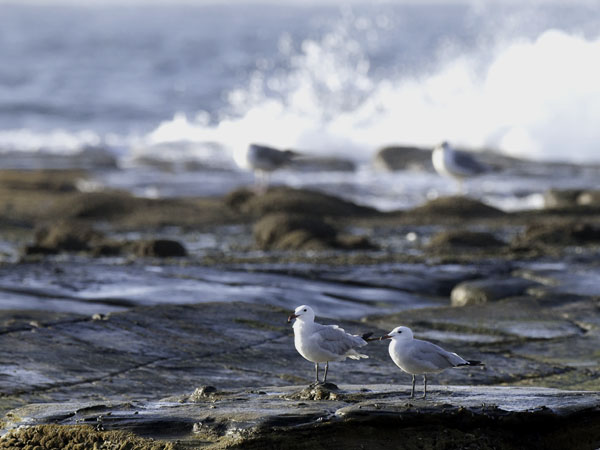 Välimerenlokki, Audoin´s Gull, Larus audoinii