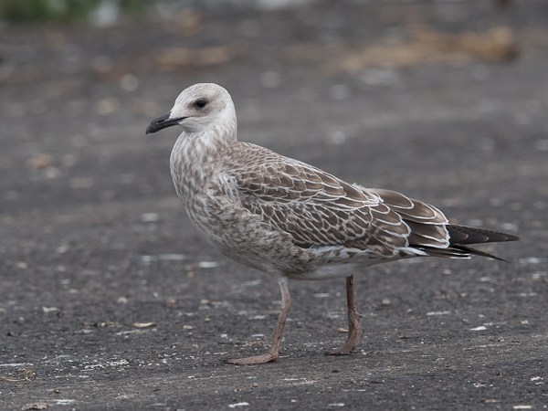 Aroharmaalokki, Caspian Gull, Larus cachinnans
