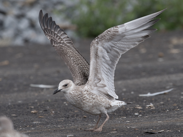 Aroharmaalokki, Caspian Gull, Larus cachinnans