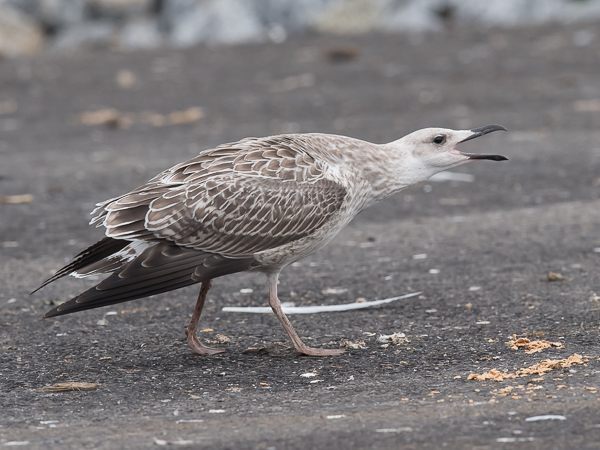 Aroharmaalokki, Caspian Gull, Larus cachinnans