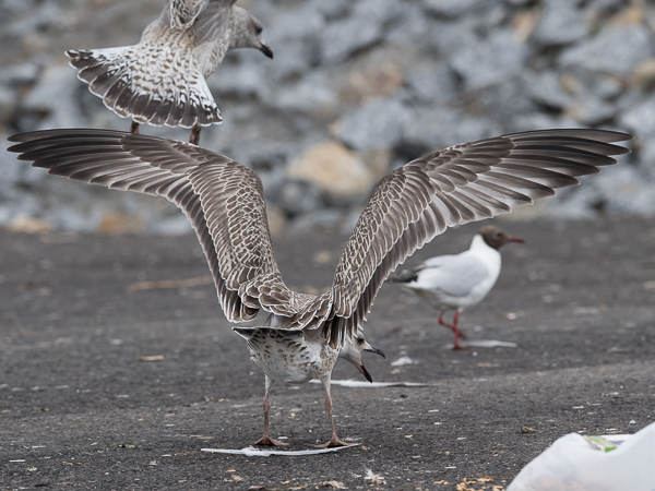 Aroharmaalokki, Caspian Gull, Larus cachinnans
