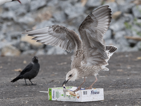 Aroharmaalokki, Caspian Gull, Larus cachinnans