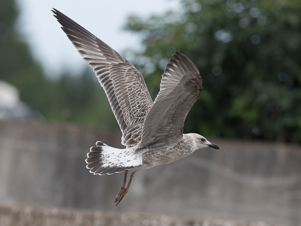 Aroharmaalokki, Caspian Gull, Larus cachinnans