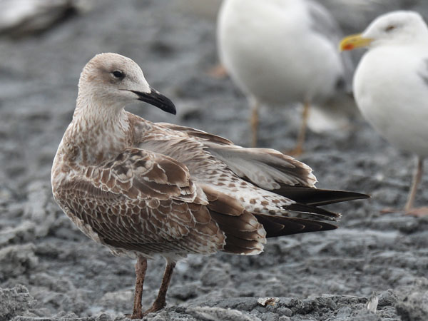 Aroharmaalokki, Caspian Gull, Larus cachinnans