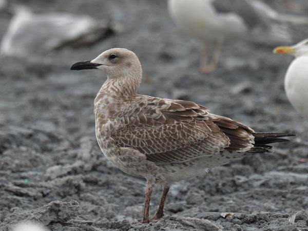 Aroharmaalokki, Caspian Gull, Larus cachinnans