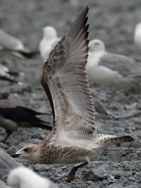 Aroharmaalokki, Caspian Gull, Larus cachinnans
