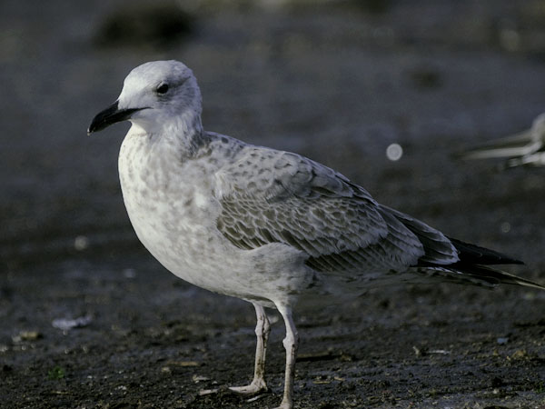 Aroharmaalokki, Caspian Gull, Larus cachinnans