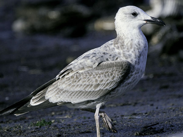 Aroharmaalokki, Caspian Gull, Larus cachinnans