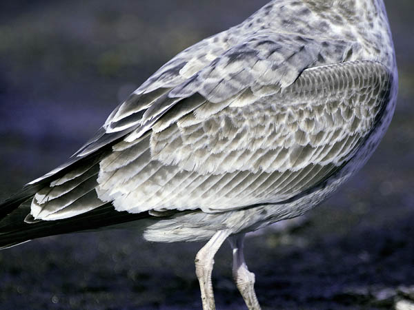 Aroharmaalokki, Caspian Gull, Larus cachinnans