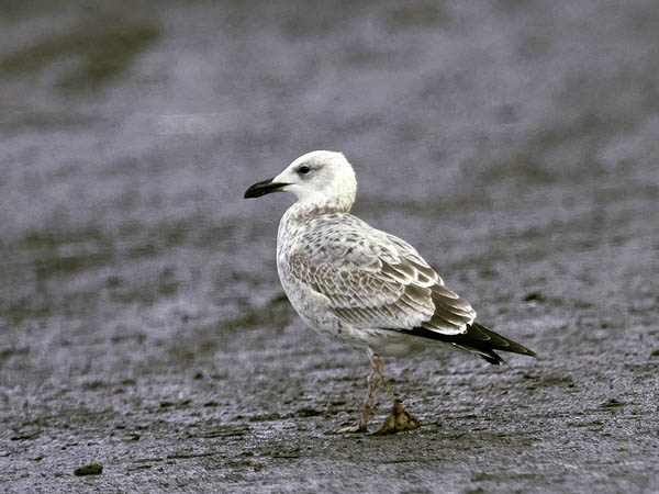 Aroharmaalokki, Caspian Gull, Larus cachinnans