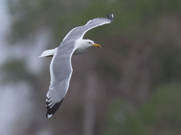 Aroharmaalokki, Caspian Gull, Larus cachinnans