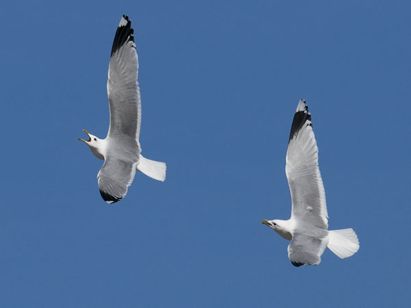 Kalalokki, Mew Gull, Larus canus