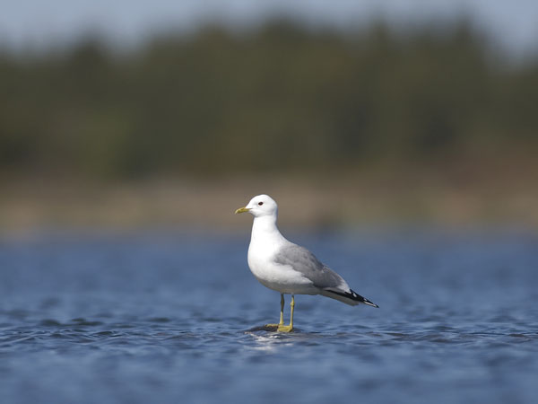 Kalalokki, Mew Gull, Larus canus