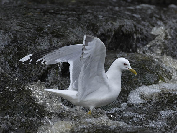 Kalalokki, Mew Gull, Larus canus