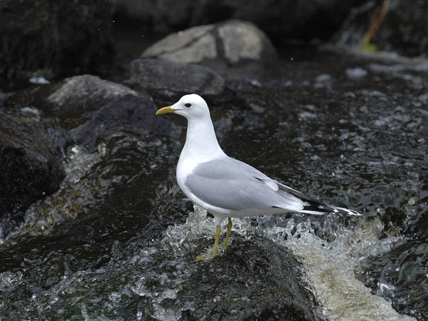 Kalalokki, Mew Gull, Larus canus