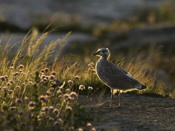 Kalalokki, Mew Gull, Larus canus