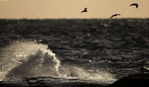 Kalalokki, Mew Gull, Larus canus