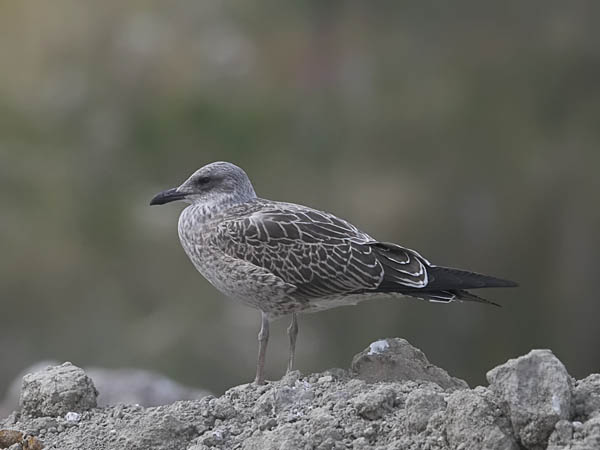 Selkälokki, Lesser Black-backed Gull, Larus fuscus