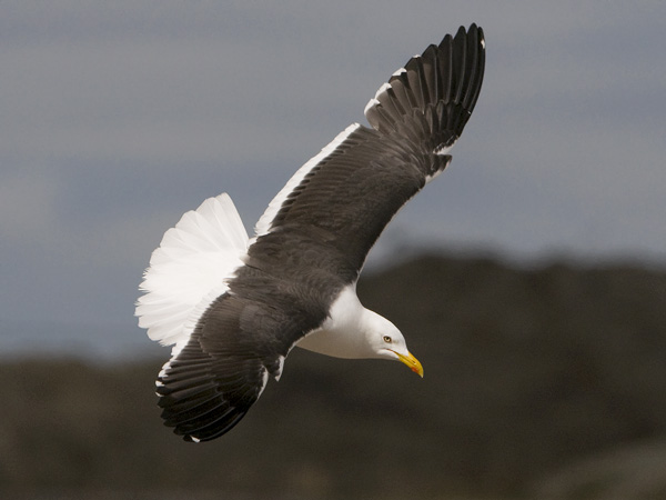 Selkälokki, Lesser Black-backed Gull, Larus fuscus