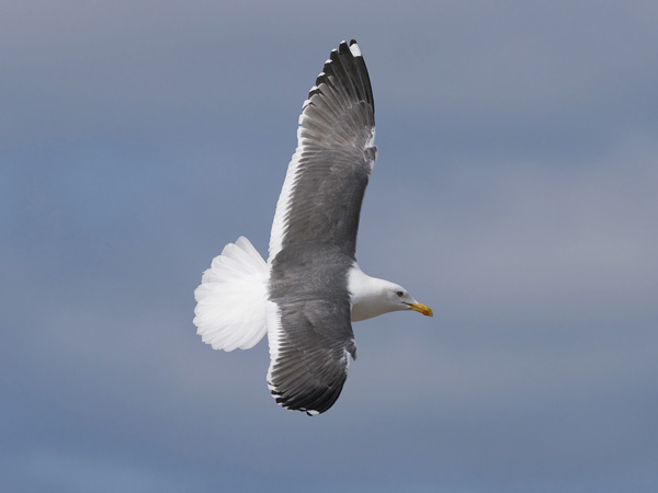 Selkälokki, Lesser Black-backed Gull, Larus fuscus
