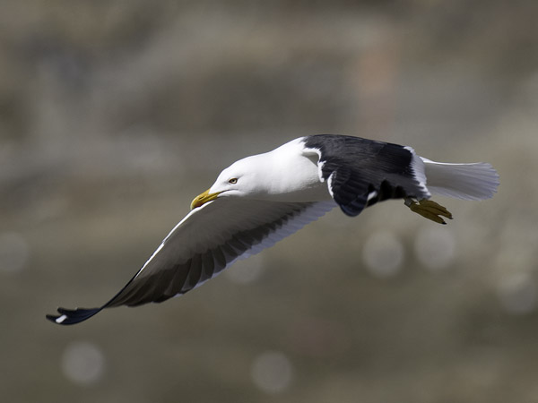 Selkälokki, Lesser Black-backed Gull, Larus fuscus