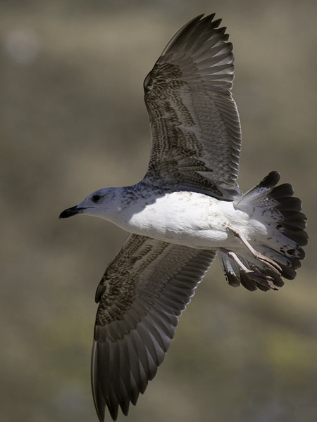 Selkälokki, Lesser Black-backed Gull, Larus fuscus