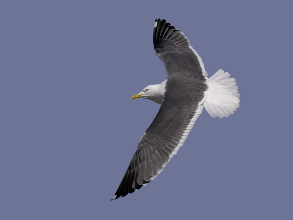Selkälokki, Lesser Black-backed Gull, Larus fuscus