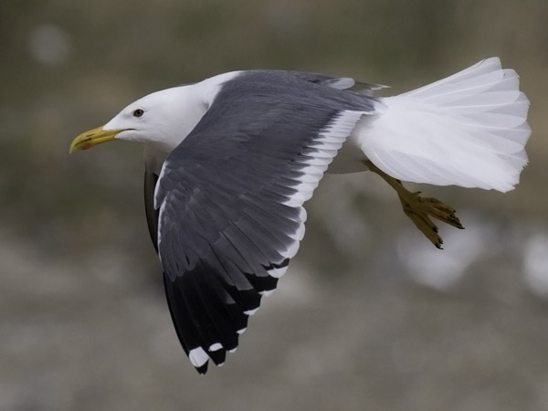 Selkälokki, Lesser Black-backed Gull, Larus fuscus