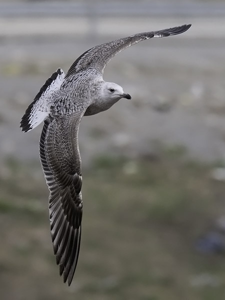 Selkälokki, Lesser Black-backed Gull, Larus fuscus